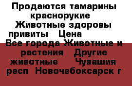 Продаются тамарины краснорукие . Животные здоровы привиты › Цена ­ 85 000 - Все города Животные и растения » Другие животные   . Чувашия респ.,Новочебоксарск г.